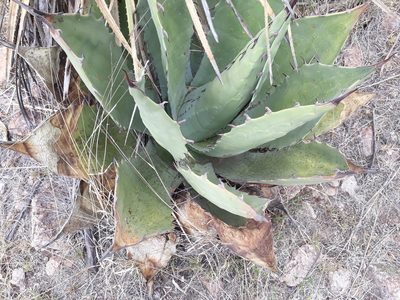 Agave durangensis, photographed by Norma Piedra