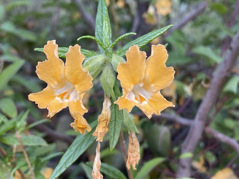 Diplacus longiflorus, photographed by Dee Shea Himes