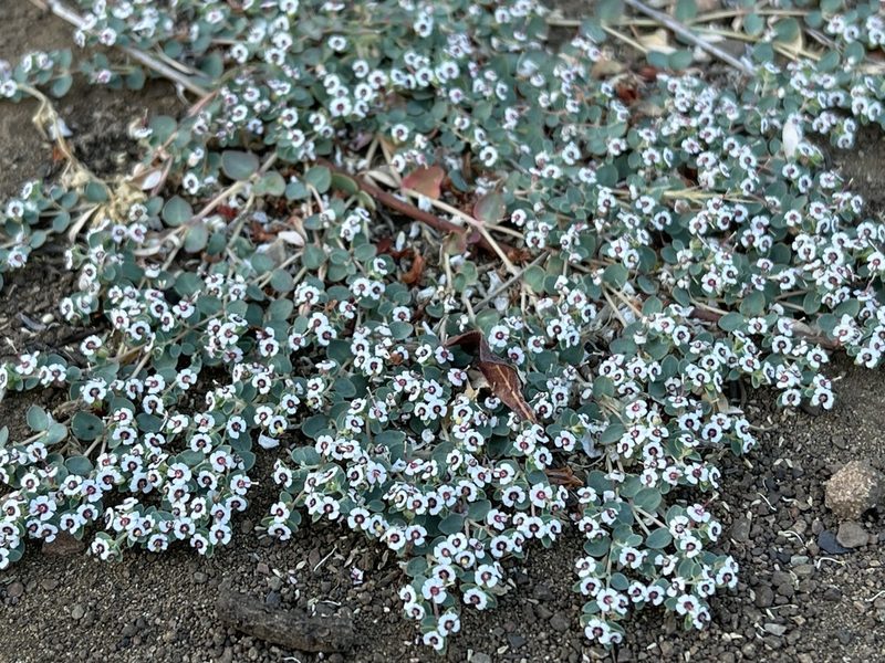 Euphorbia polycarpa, photographed by Dee Shea Himes