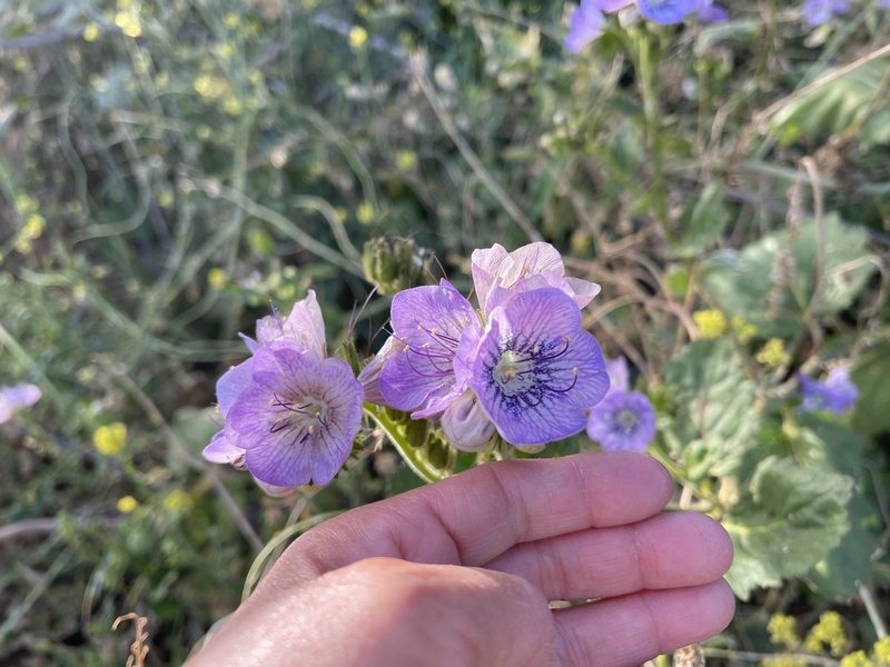 Phacelia grandiflora, photographed by Dee Shea Himes