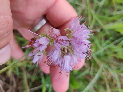 Hydrophyllum virginianum, photographed by Scott Allen Davis