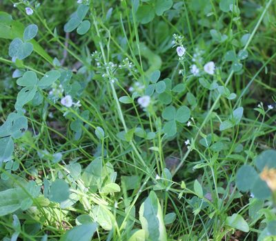 Veronica serpyllifolia, photographed by Daria
