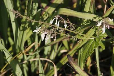 Equilabium laxiflorum, photographed by Tony Rebelo