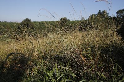 Buddleja auriculata, photographed by Tony Rebelo
