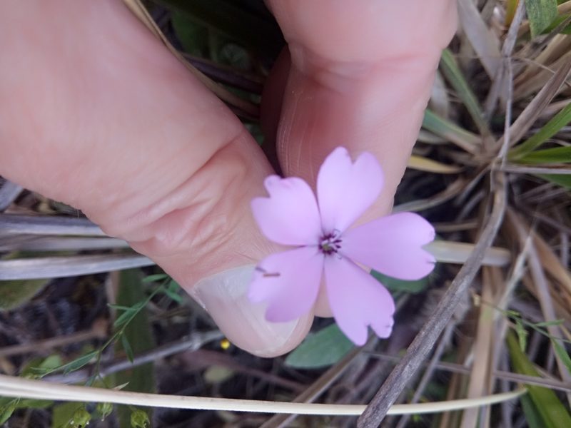 Eudianthe coeli-rosa, photographed by Karim Haddad