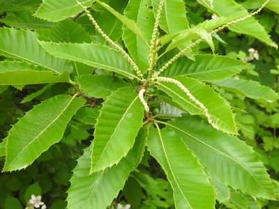 Castanea sativa, photographed by Yann Kemper