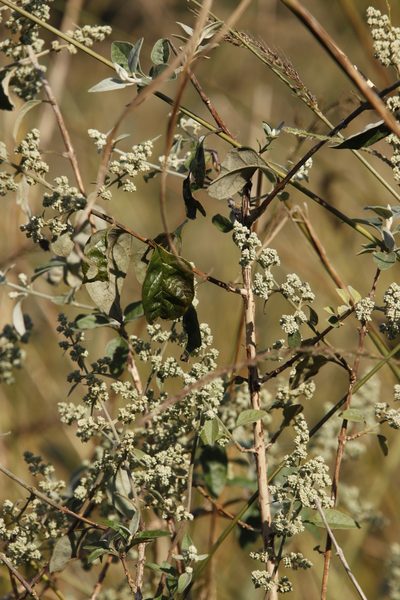 Buddleja auriculata, photographed by Tony Rebelo
