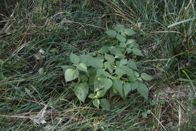 Physalis peruviana, photographed by Tony Rebelo