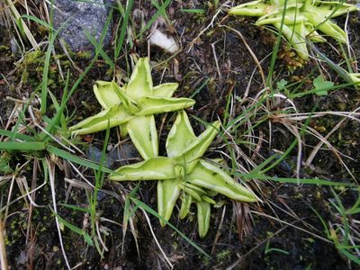 Pinguicula vulgaris, photographed by Thor-Rune Hansen