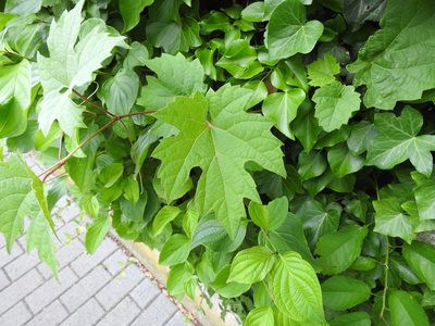 Vitis vinifera, photographed by Yann Kemper