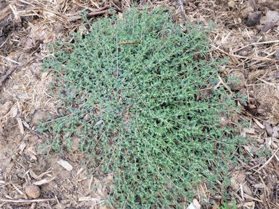 Euphorbia maculata, photographed by Rebecca Gimenez Husted