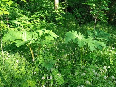 Heracleum sosnowskyi, photographed by Dmitry Semigradsky