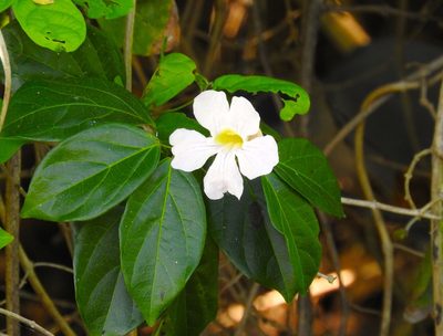 Bignonia aequinoctialis, photographed by Francisco Farriols Sarabia