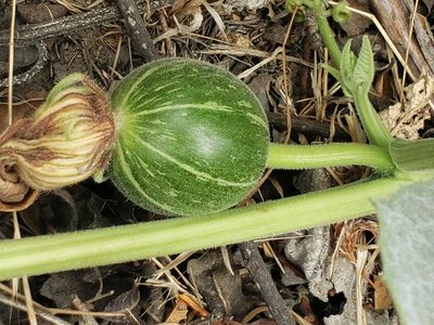 Cucurbita foetidissima, photographed by Steve Addison