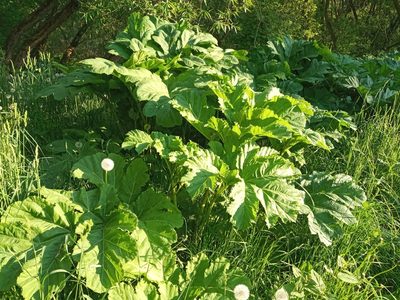 Heracleum sosnowskyi, photographed by Dmitry Semigradsky