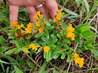 Lithospermum canescens, photographed by Scott Allen Davis