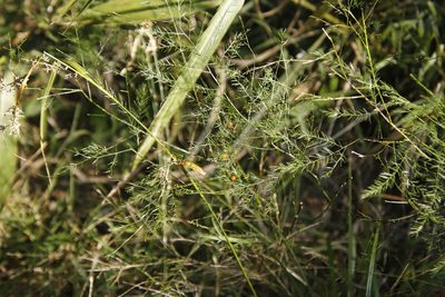 Asparagus virgatus, photographed by Tony Rebelo