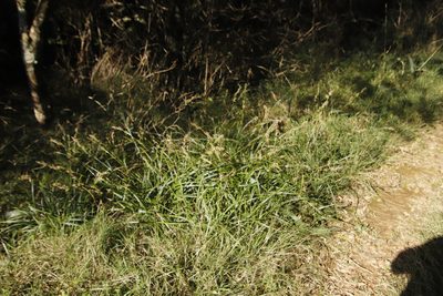 Carex spicatopaniculata, photographed by Tony Rebelo
