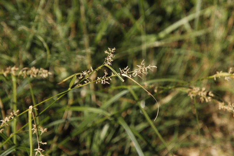 Carex spicatopaniculata, photographed by Tony Rebelo