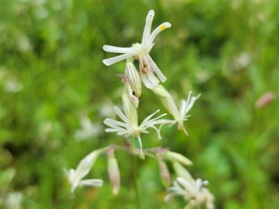 Silene nutans, photographed by Elias