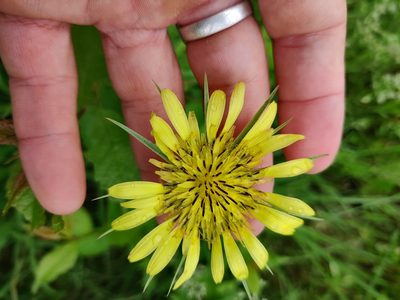 Tragopogon dubius, photographed by Scott Allen Davis