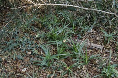 Cyperus albostriatus, photographed by Tony Rebelo