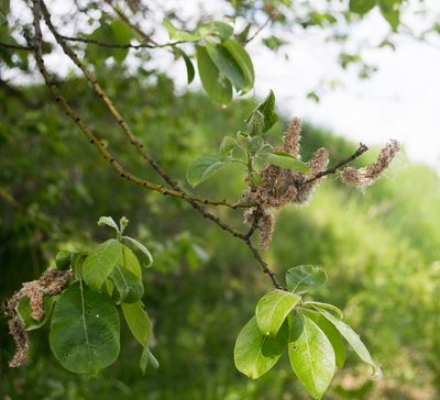 Salix caprea, photographed by Anastasia_Surkova