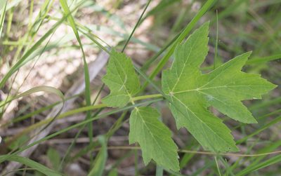 Heracleum sibiricum, photographed by Anastasia_Surkova