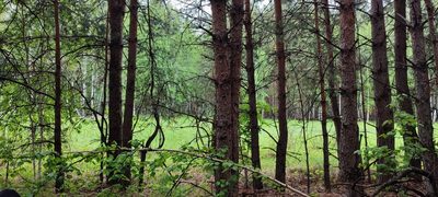 Pinus sylvestris, photographed by Yurii Basov