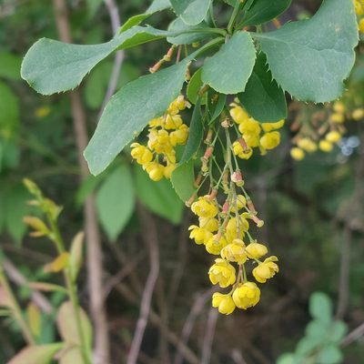 Berberis vulgaris, photographed by Tracy Sherbrook