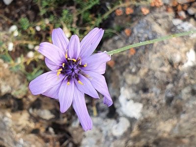 Catananche caerulea, photographed by Mehdi Chetibi