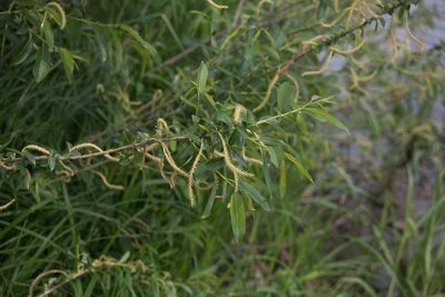 Salix triandra, photographed by Anastasia_Surkova
