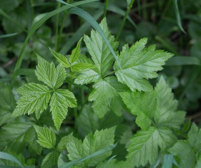 Rubus caesius, photographed by Anastasia_Surkova