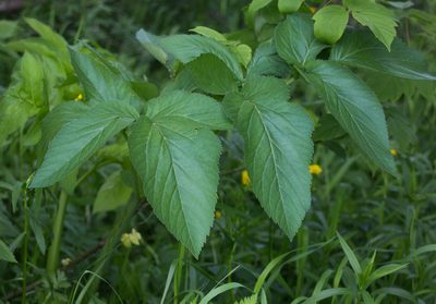 Angelica archangelica, photographed by Anastasia_Surkova