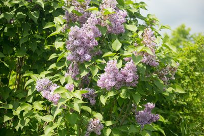 Syringa vulgaris, photographed by Anastasia_Surkova