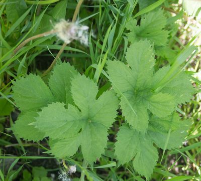 Humulus lupulus, photographed by Anastasia_Surkova
