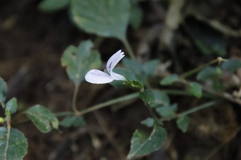 Hypoestes triflora, photographed by Tony Rebelo