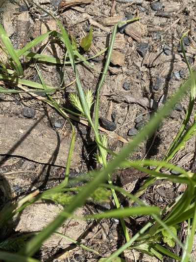 Carex secalina, photographed by Zihao Wang