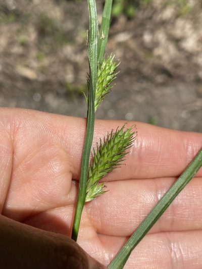 Carex secalina, photographed by Zihao Wang