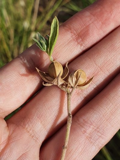 Helianthemum ledifolium, photographed by Mehdi Chetibi