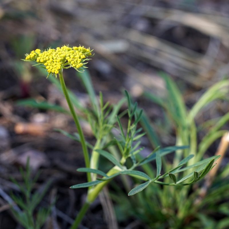Cymopterus lemmonii, photographed by Andrew Tree