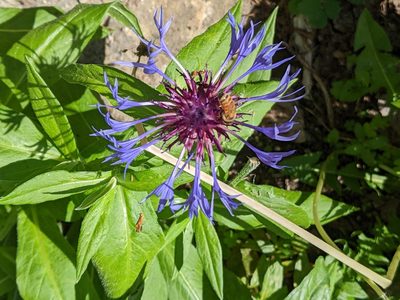 Centaurea montana, photographed by JCorven