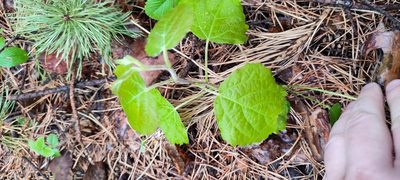 Populus tremula, photographed by Yurii Basov