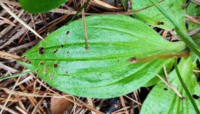 Plantago media, photographed by Yurii Basov