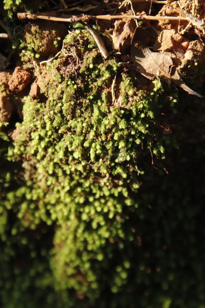 Fissidens ovatus, photographed by Tony Rebelo