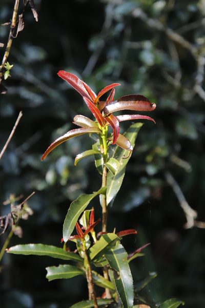 Ochna natalitia, photographed by Tony Rebelo