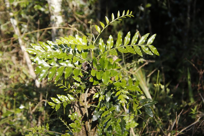 Ptaeroxylon obliquum, photographed by Tony Rebelo