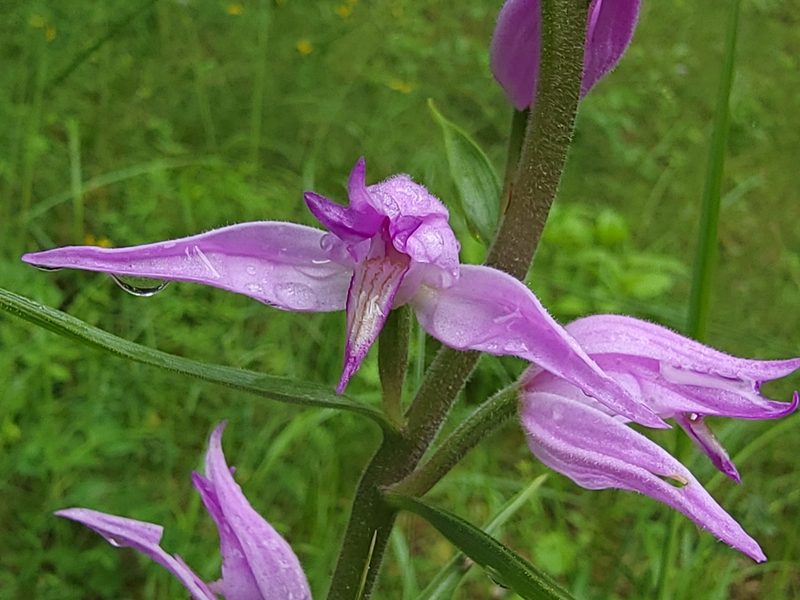 Cephalanthera rubra, photographed by Elias
