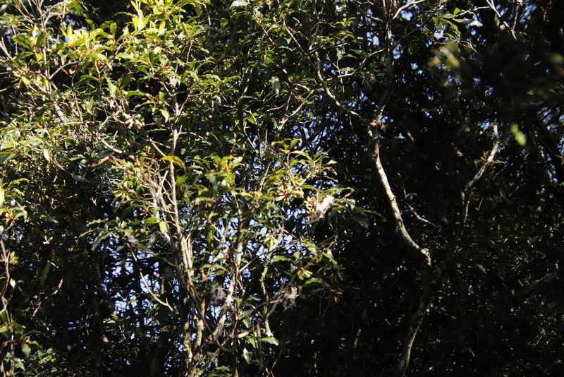Peddiea africana, photographed by Tony Rebelo