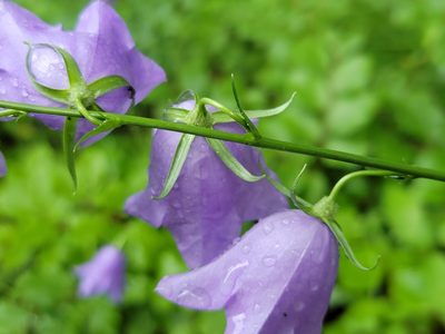 Campanula persicifolia, photographed by Elias